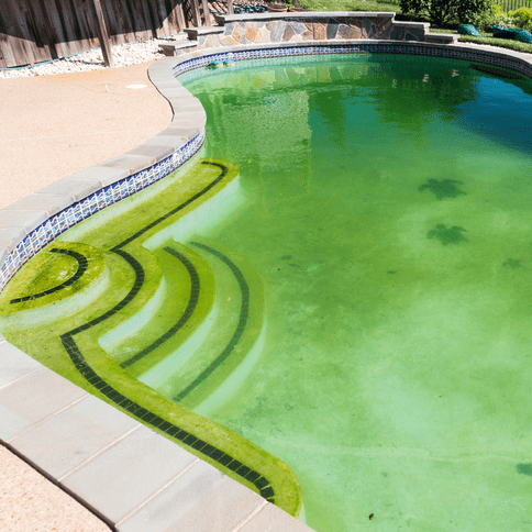 Green Algae in Pools