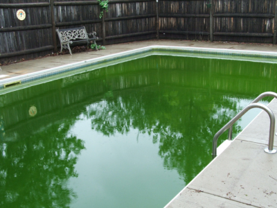 Green pool, algae in pool