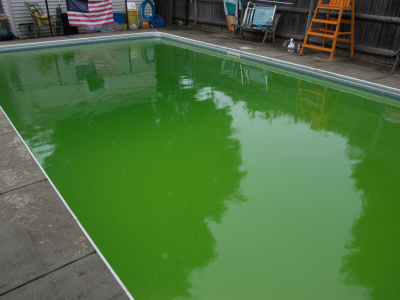 Algae in the Pool. Green pool