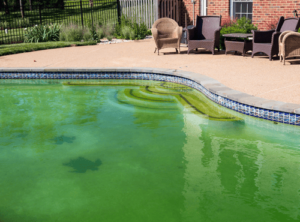 pool algae